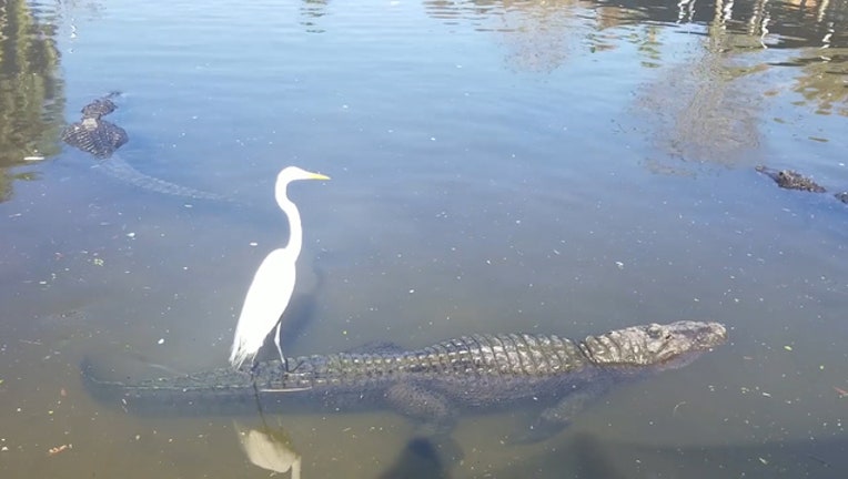 3f873b08-Gator_Uber__Crane_rides_back_of_alligato_0_20181224142857-401385