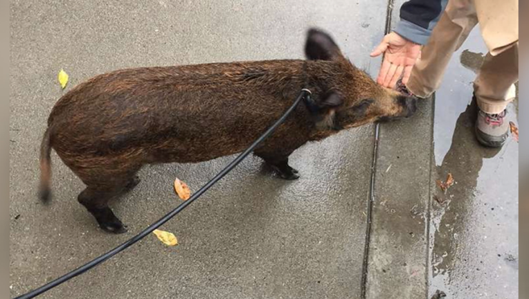7cd08f27-TXM62B-WILD BOAR_00.00.06.12_1510928807418-405538.png