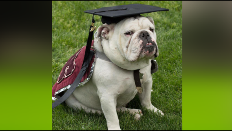 0fabf33b-University of Redlands dog_1510687086373-407068.PNG