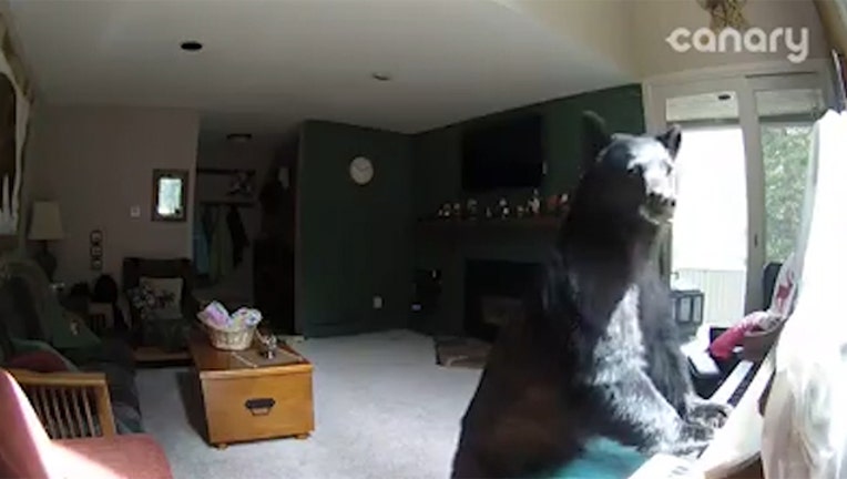 0749f1e7-bear-plays-piano_1496444132596-402429.jpg