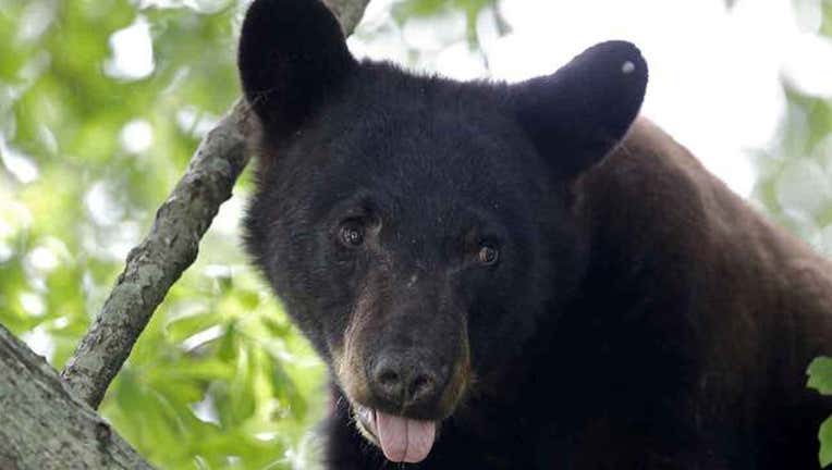 efe01e0e-Black Bear, FILE-402970