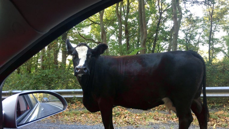 e9cf2f17-cow-road_1507218169733-402970.jpg