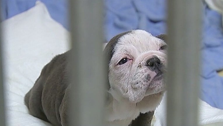 indiana-puppy-mill-1_1493985576561-404023-404023.jpg
