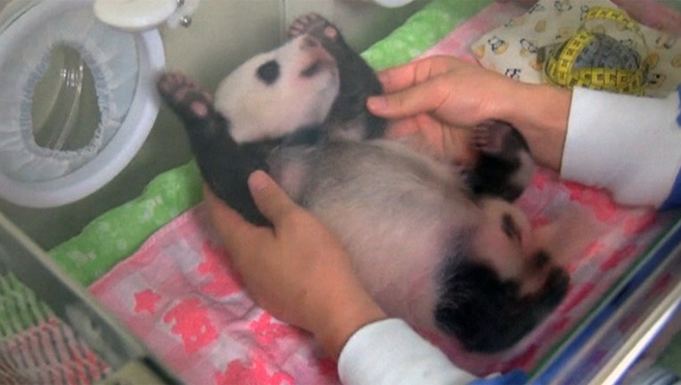 79f3da56-japan-baby-panda_1501031021490-402429.jpg