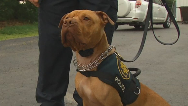 e0a2f8c0-leonard-pit-bull_1495736997831-404023.png