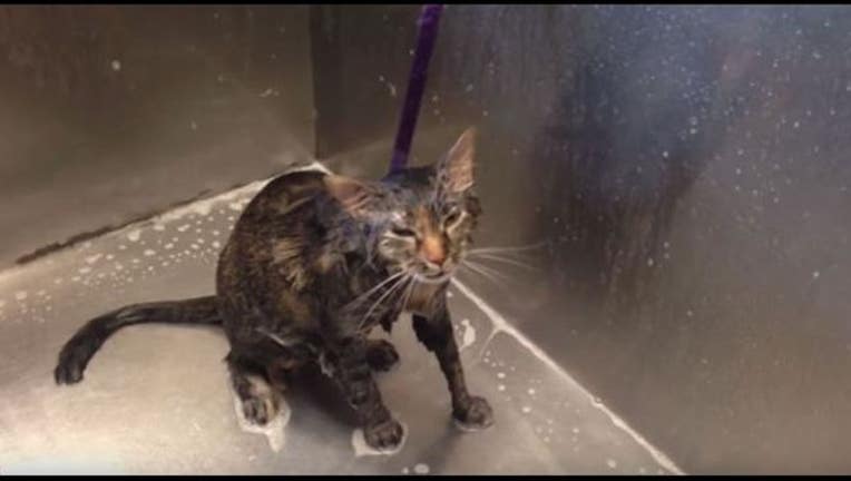 0b1250a1-no-more-cat-404023