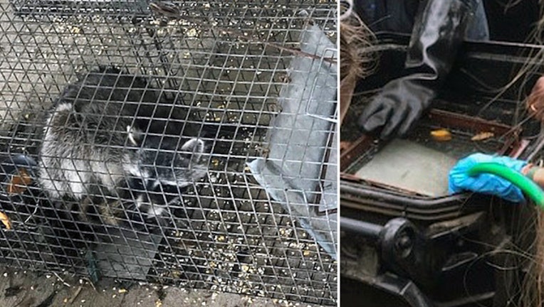 0028bf24-raccoon-drownings_1526419342605-402429.jpg
