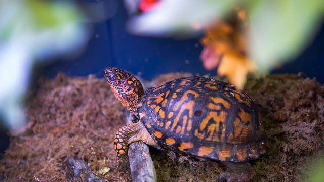 NJ man pleads guilty to smuggling box turtles from Oklahoma