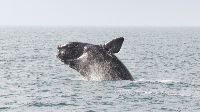 Carcass of right whale spotted off Jersey shore