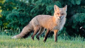 Fox attacks two people in New Jersey town