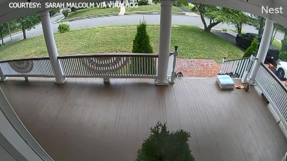 Hungry squirrel steals slices from pizza box left on doorstep as part of contactless delivery