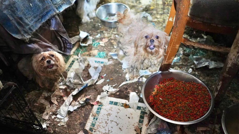 dog10.jpg
