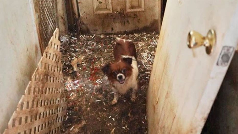 dog5.jpg