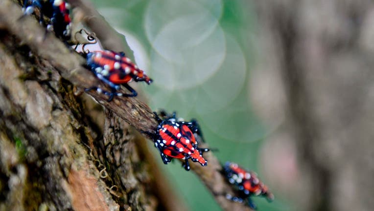 Spotted Lantern Fly Nymphs in Berks County Pennsylvania