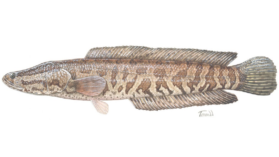 USCG-northern-snakehead-illustration