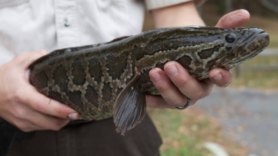 USFWS-northern-snakehead-file.jpg