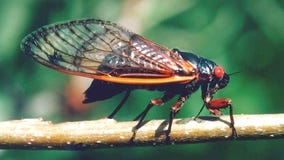 Cicadas underground for 17 years to emerge this spring