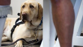 American Airlines banning emotional-support animals on flights