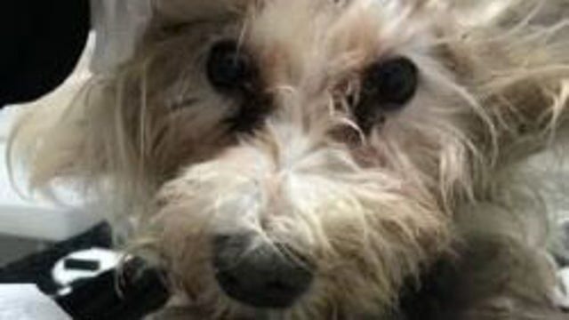 $5,000 reward for information on abused dog in NJ