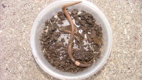 Invasive jumping worms that 'thrash wildly' when handled reported in several US states
