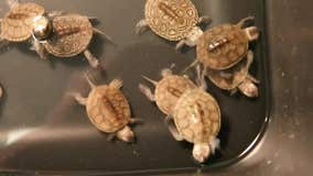 Hundreds of baby turtles saved from Jersey Shore storm drains