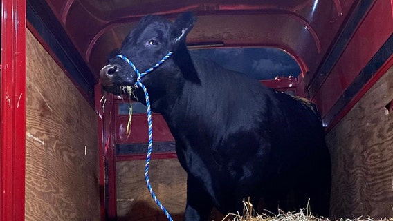 Runaway bull captured on Long Island, taken to New Jersey sanctuary