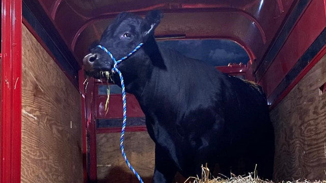 Runaway bull captured on Long Island, taken to New Jersey sanctuary