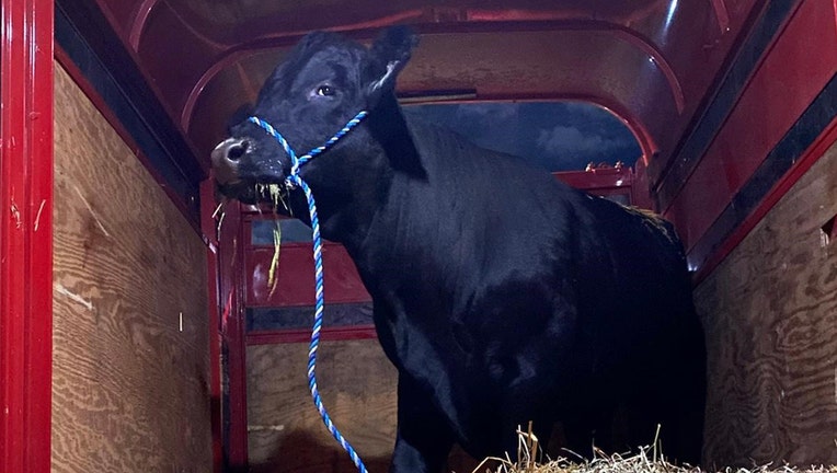 SCSPCA_Barnie-the-bull_1