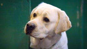 Labs still reign as America's most popular dog breed; newcomer ranks top 5