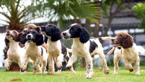 National Puppy Day: Top dog names, adopted breeds by state