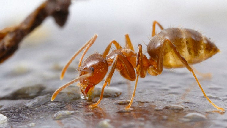 Tawny crazy ant