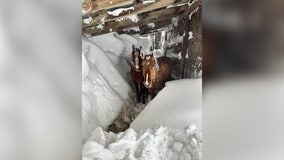 'All we can do is pray': Prized horses buried in snow during North Dakota's historic blizzard
