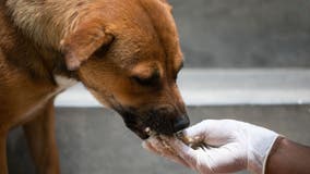 Most dog owners are improperly feeding their pets, study finds
