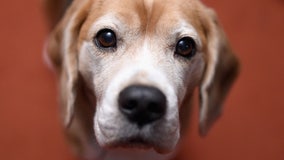 Dog's personality may not be related to its breed, research finds