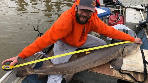 Missouri fisherman catches 50-pound rare sturgeon