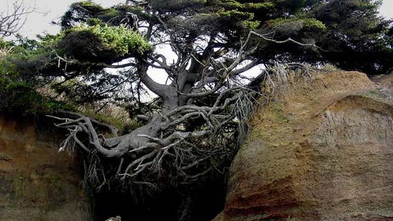 'It's the tree everyone roots for:' Washington's 'Tree of Life' clings to survival against all odds