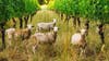 Saving your wine one bite at a time: Oregon winery uses goats to fend off wildfires