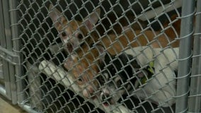 Nearly 80 dogs killed in fire at rural Arkansas 'puppy mill'