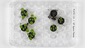 Plants successfully sprout from lunar soil for the 1st time ever