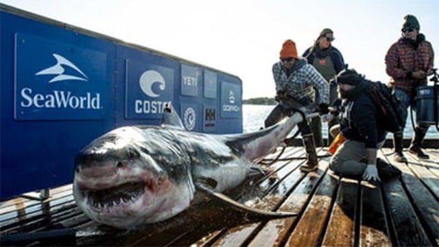 1,000 pound great white shark named Ironbound pings off New Jersey