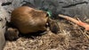 Brood of baby beavers born at Minnesota Zoo