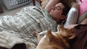 Nearly half of Americans share their bed with a pet, survey says