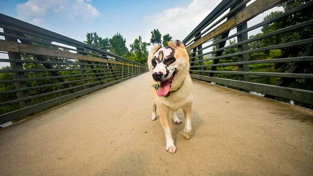 From burn survivor to ‘superdog’: Taka’s journey inspires patients near and far