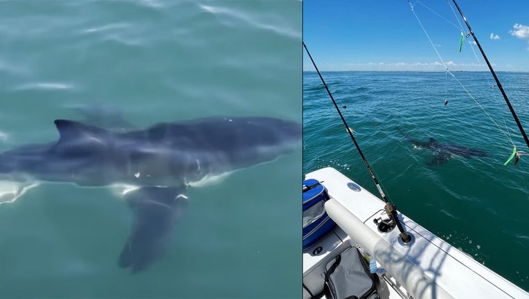 nj shark