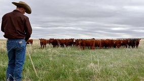 Beef prices set to surge further as farmers sell off cattle herds