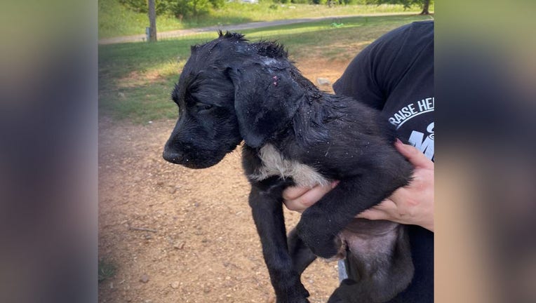 Puppy stuck in wheel is rescued