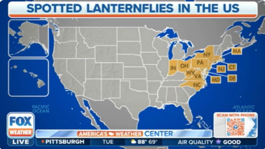 States-with-spotted-lanternflies-so-far..jpg