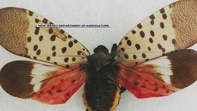 'See it, squish it': Officials asking New Jersey residents to kill spotted lanternflies