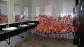 ‘This is not where we belong’: Miami zookeepers recall herding flamingos in bathroom during Hurricane Andrew