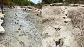 Dinosaur tracks unearthed in Texas state park as drought dries river